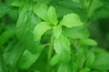 Bild 2 von Stevia Extrakt 100 ml in Blauglasflasche