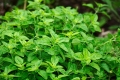 Bild 2 von Oregano Extrakt 100 ml